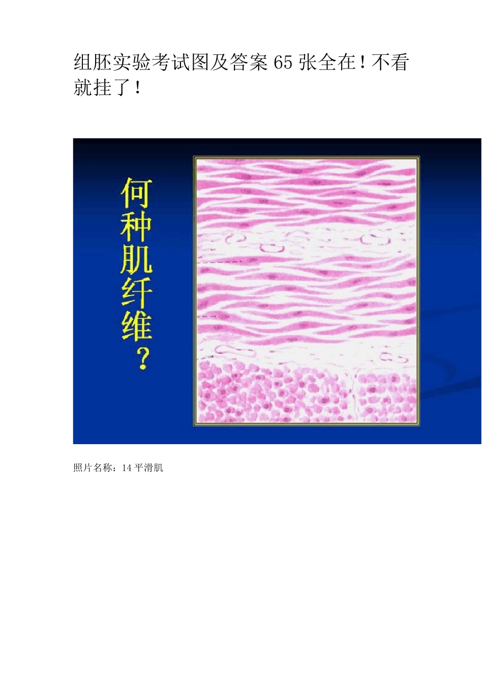 组织学与胚胎学图片_第1页