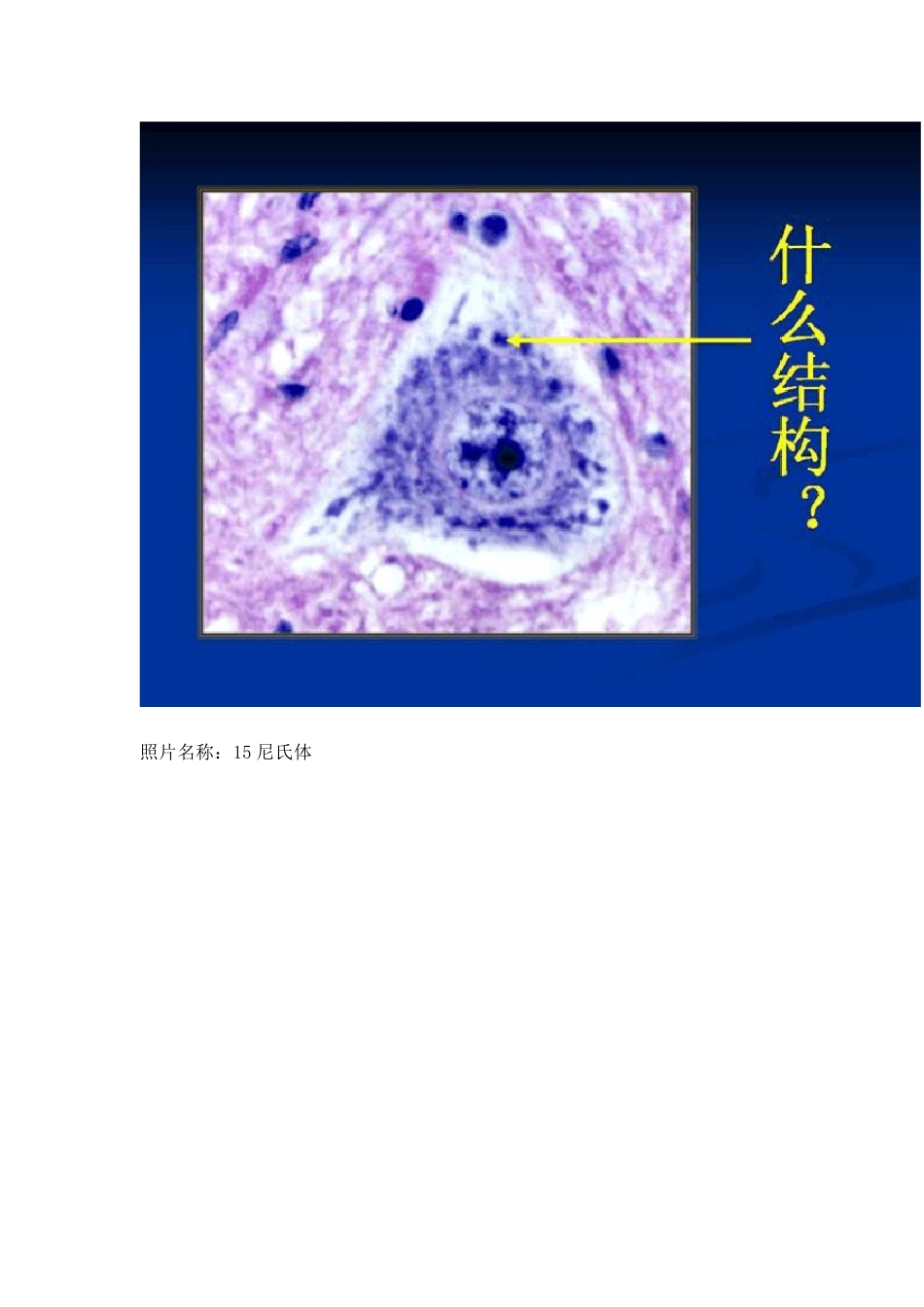 组织学与胚胎学图片_第2页