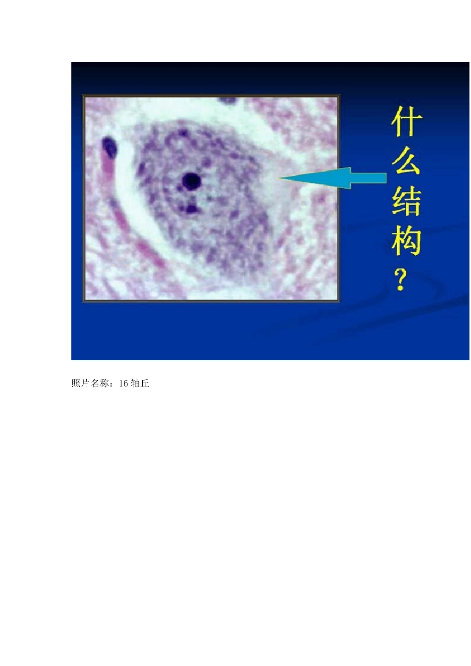 组织学与胚胎学图片_第3页