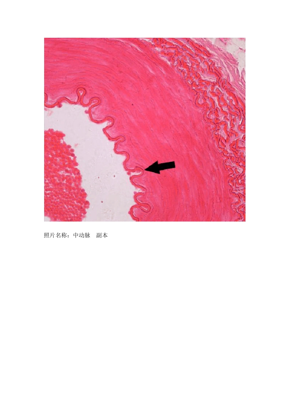 组织学与胚胎学实验组织切片的典型图片_第2页