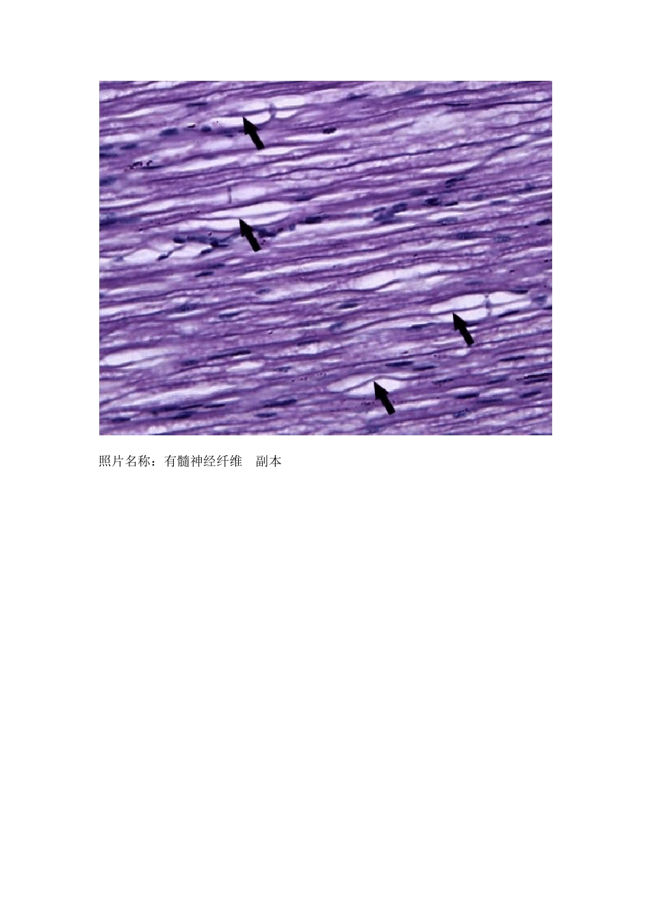 组织学与胚胎学实验组织切片的典型图片_第3页