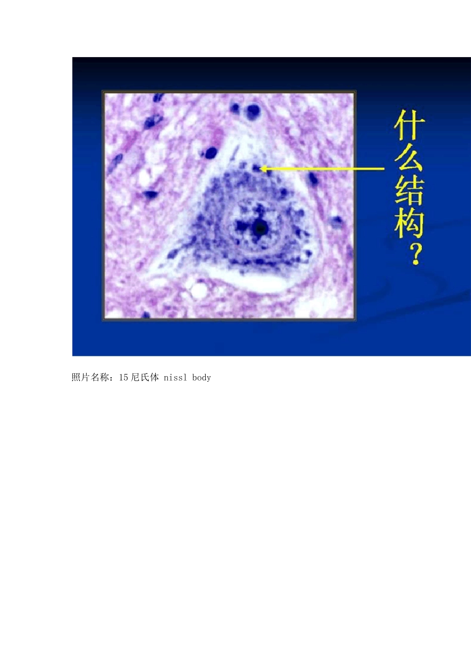 组织学与胚胎学实验图谱_第2页