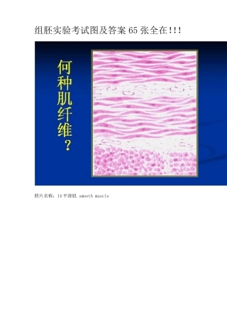 组织学与胚胎学实验图谱