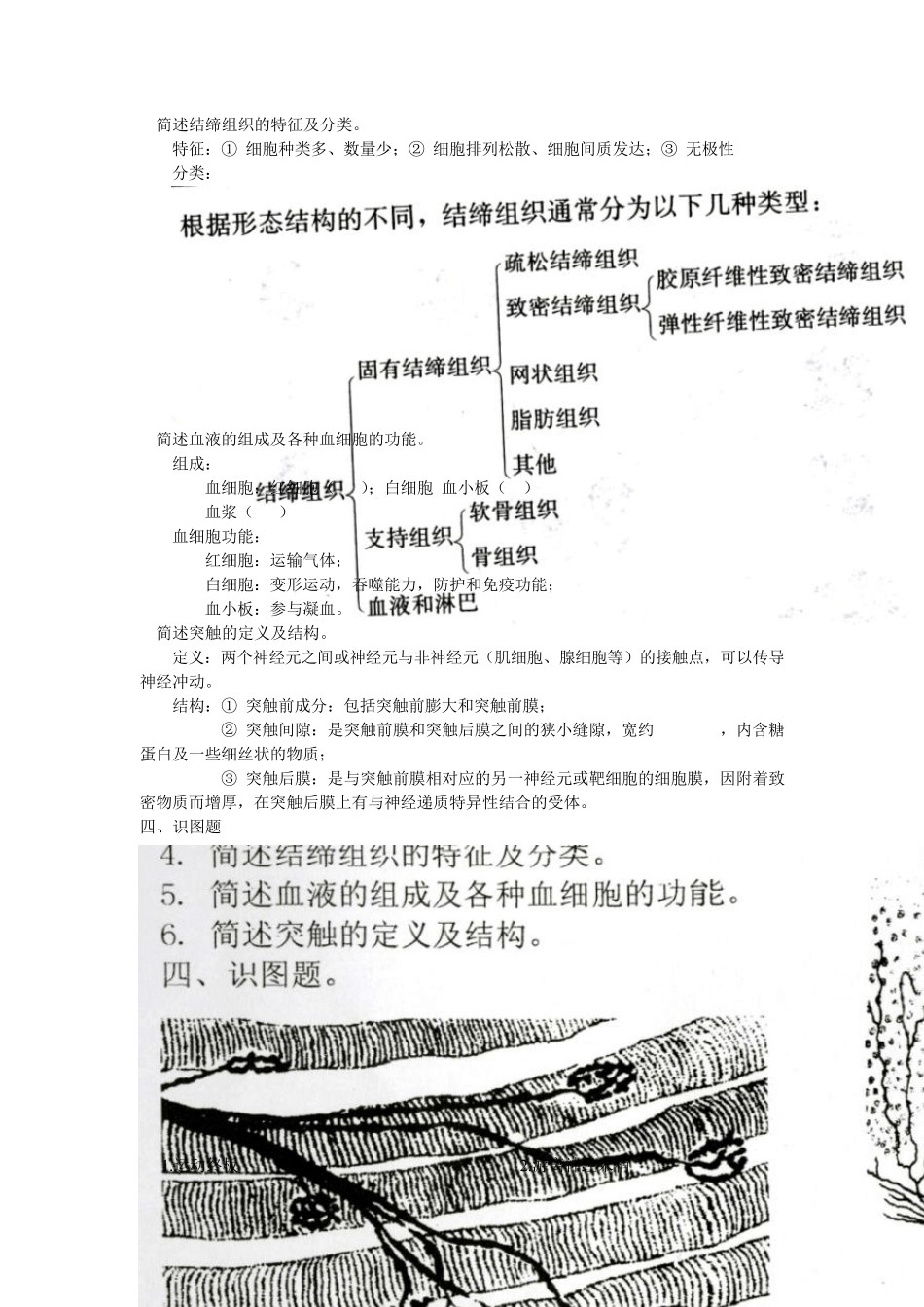 组织胚胎学复习资料_第3页