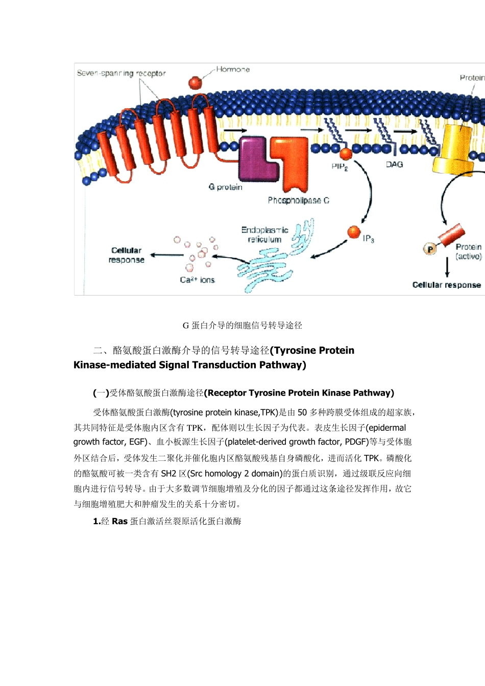 细胞信号转导异常与疾病_第3页
