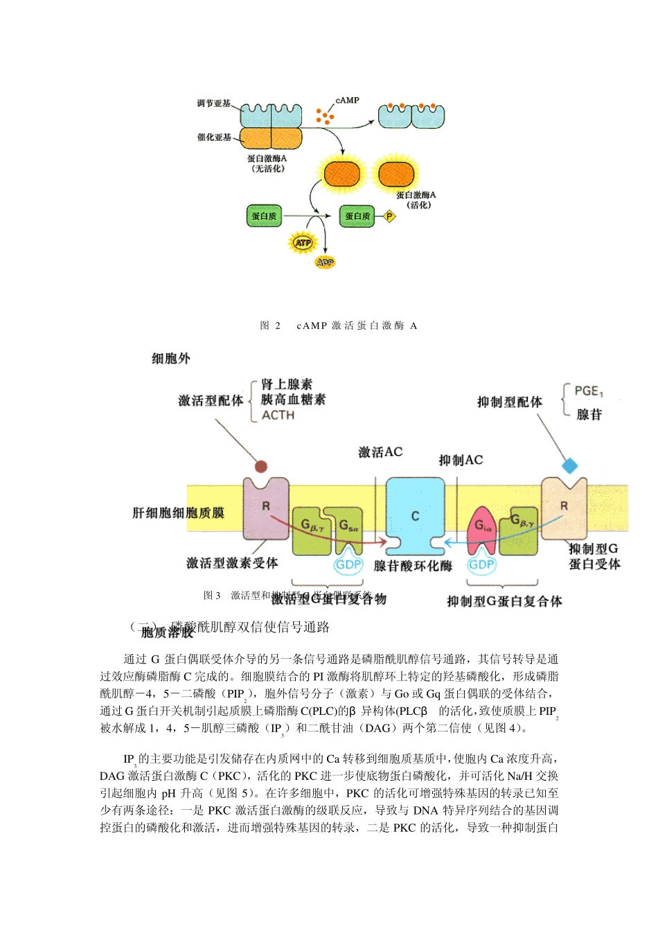 细胞信号转导调控_第2页