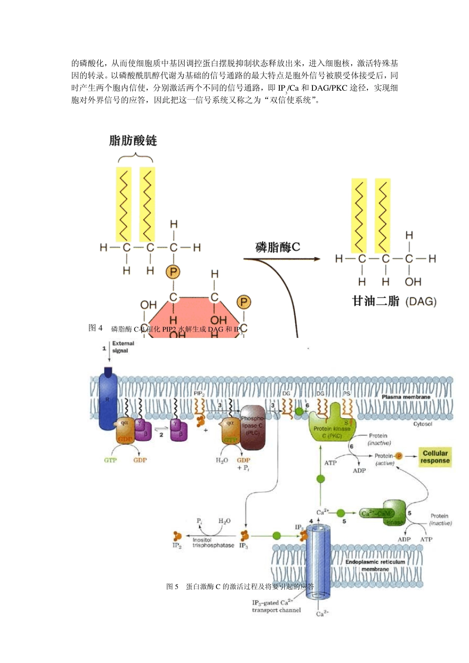 细胞信号转导调控_第3页