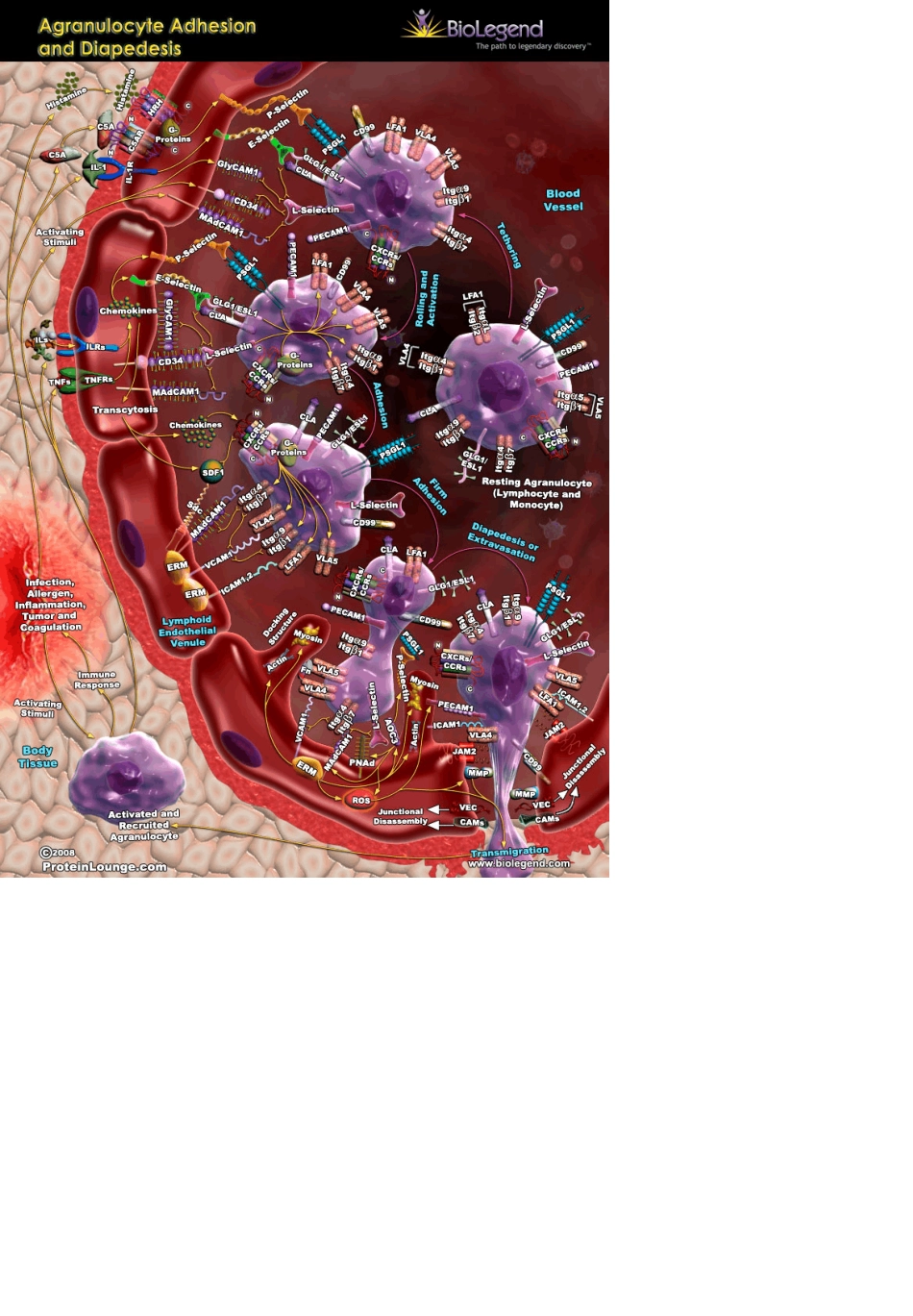细胞信号通路大全SignalTransduction(上)_第2页