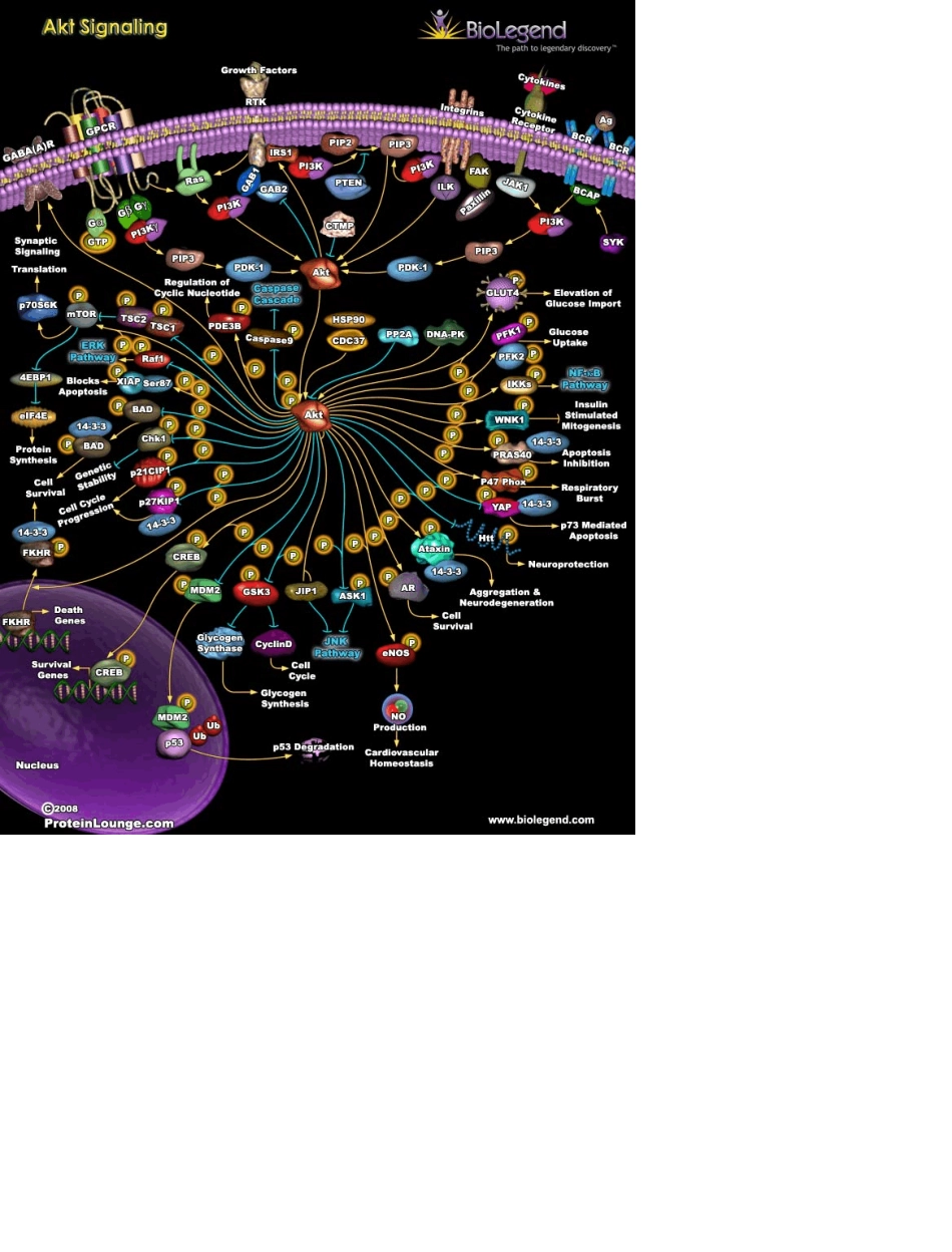 细胞信号通路大全SignalTransduction(上)_第3页