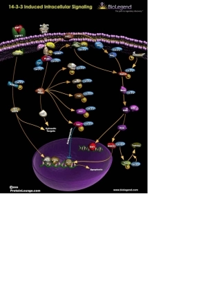 细胞信号通路大全SignalTransduction(上)