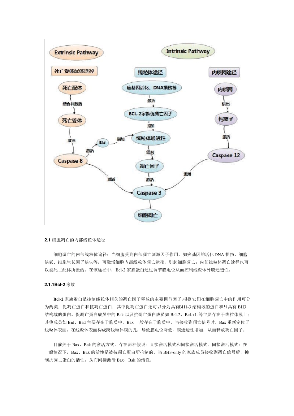 细胞凋亡及信号通路详解(收藏)_第2页