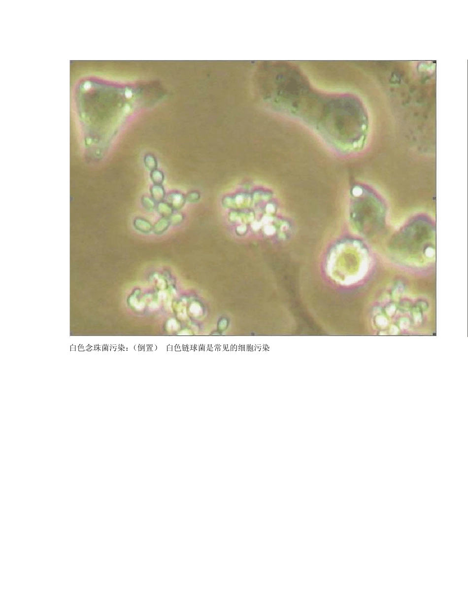 细胞培养中污染的图片_第2页