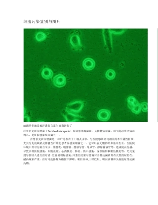 细胞培养中污染的图片