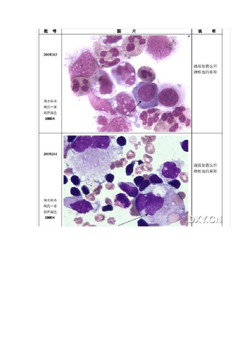 细胞形态学图片_第2页