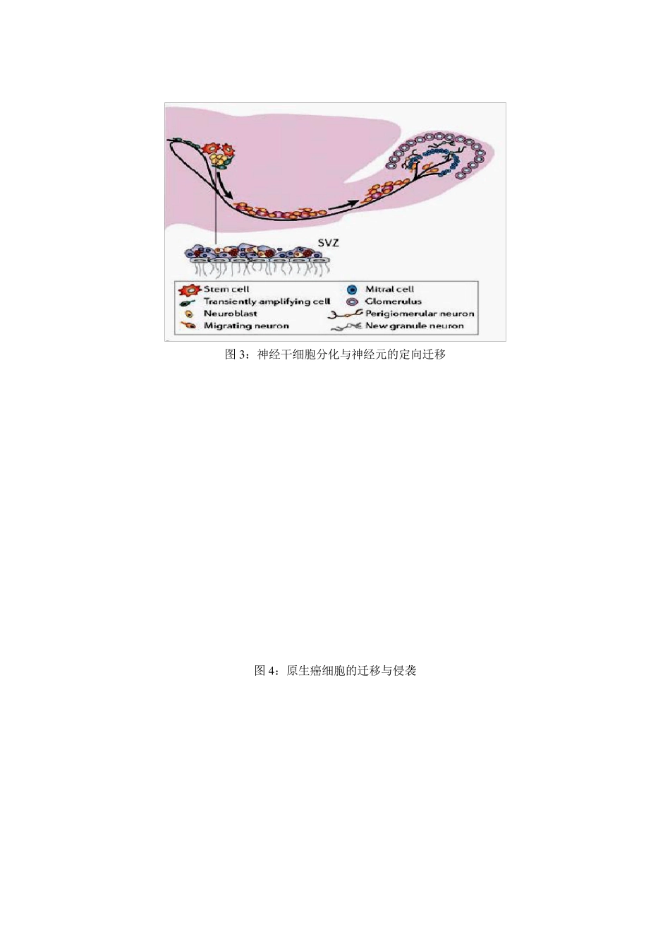 细胞生物学实验教程：细胞运动性检测实验详细介绍_第2页