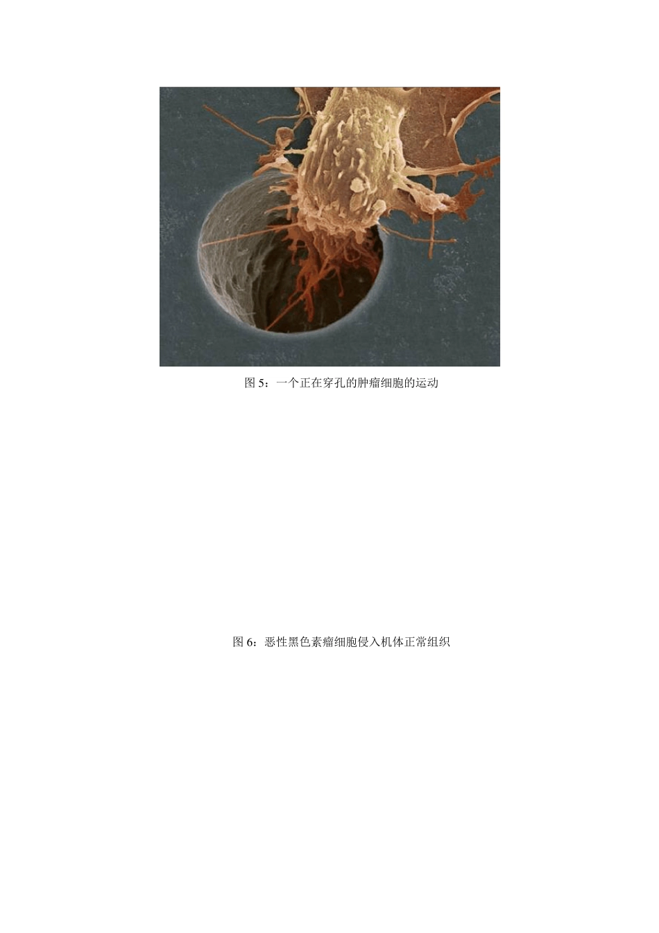 细胞生物学实验教程：细胞运动性检测实验详细介绍_第3页