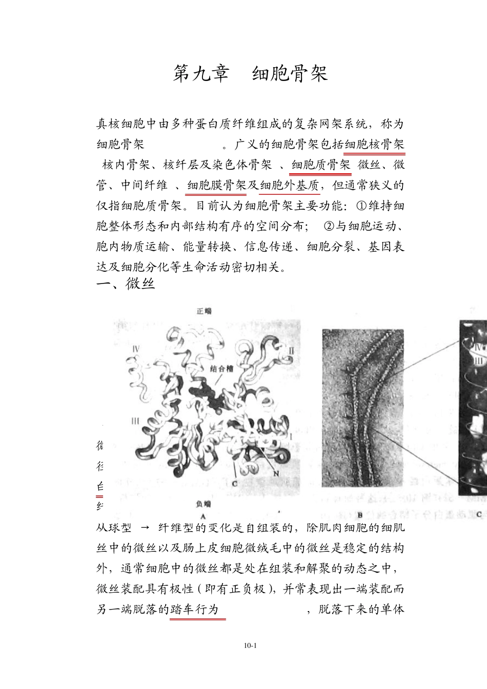 细胞生物学第九章细胞骨架_第1页