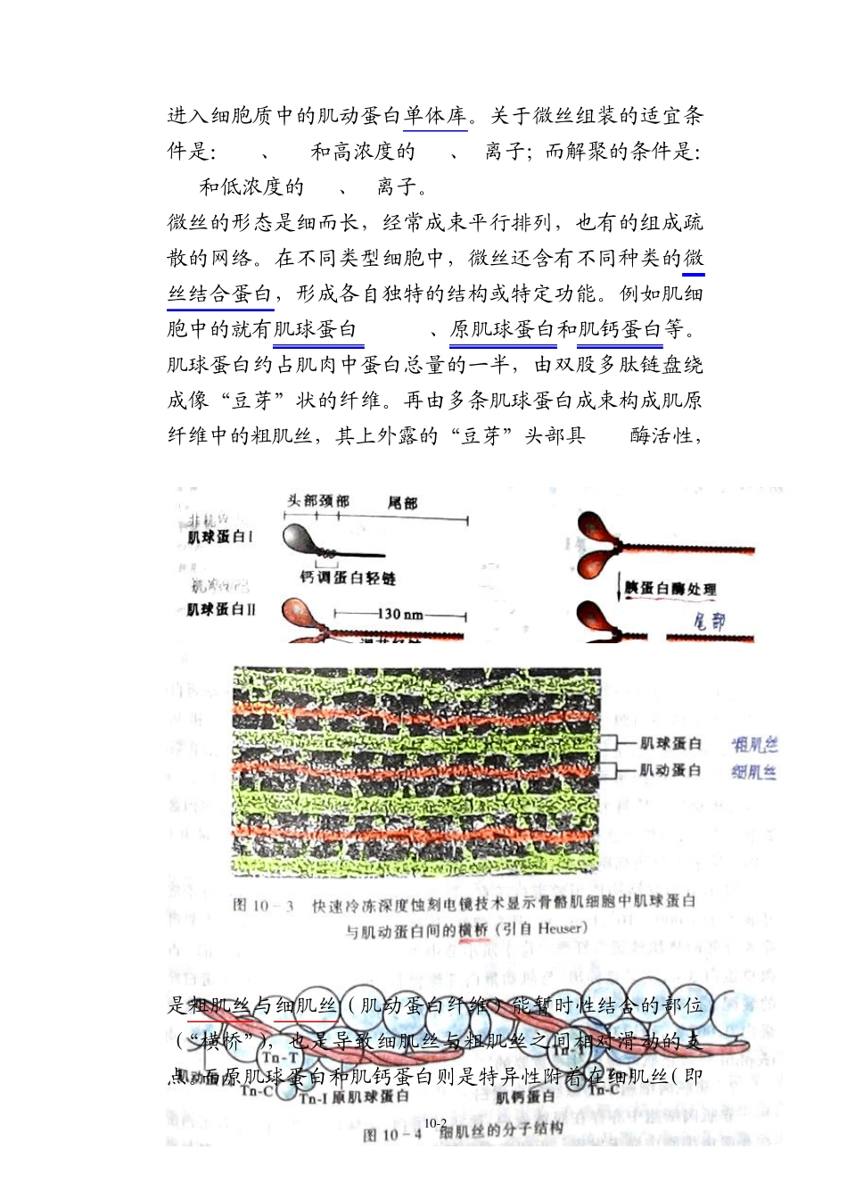 细胞生物学第九章细胞骨架_第2页