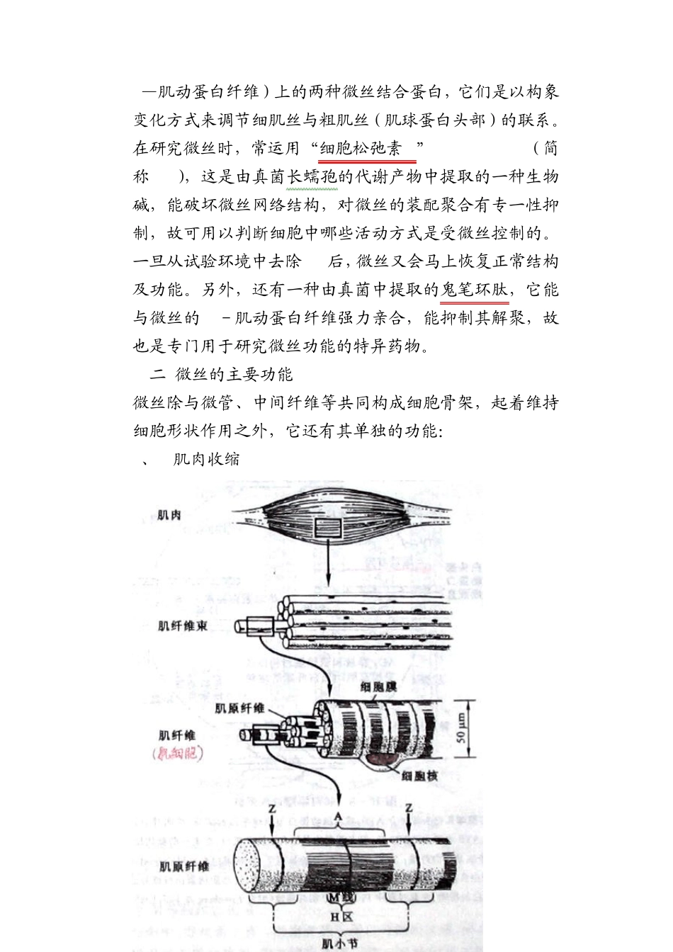 细胞生物学第九章细胞骨架_第3页