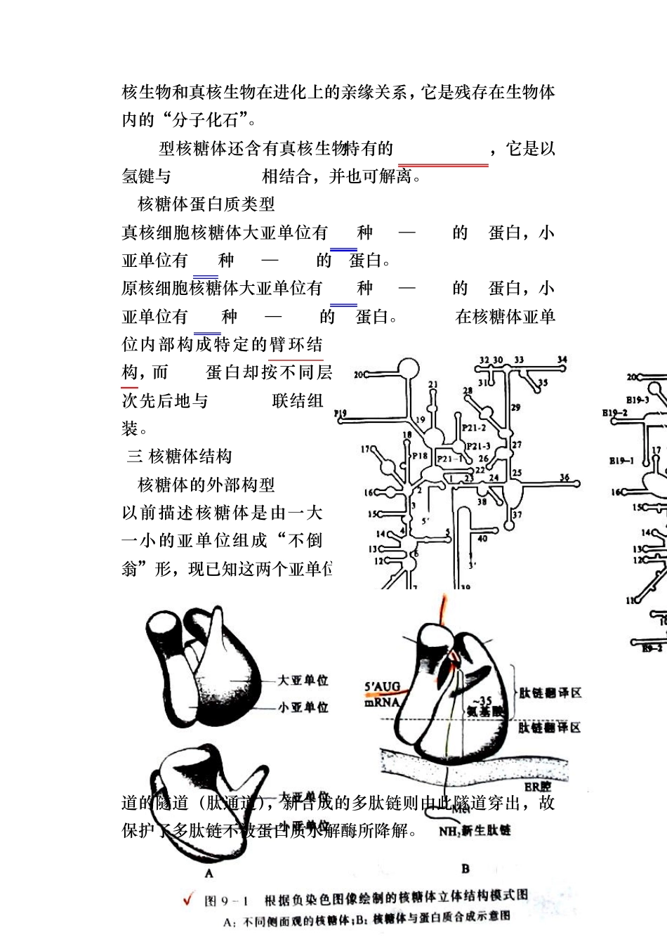 细胞生物学第十一章核糖体_第3页