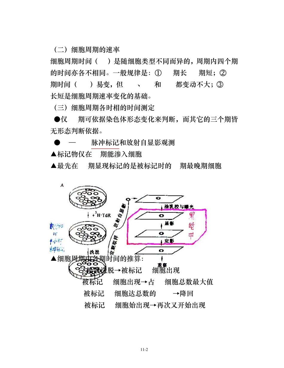 细胞生物学第十二章细胞增殖及其调控_第2页