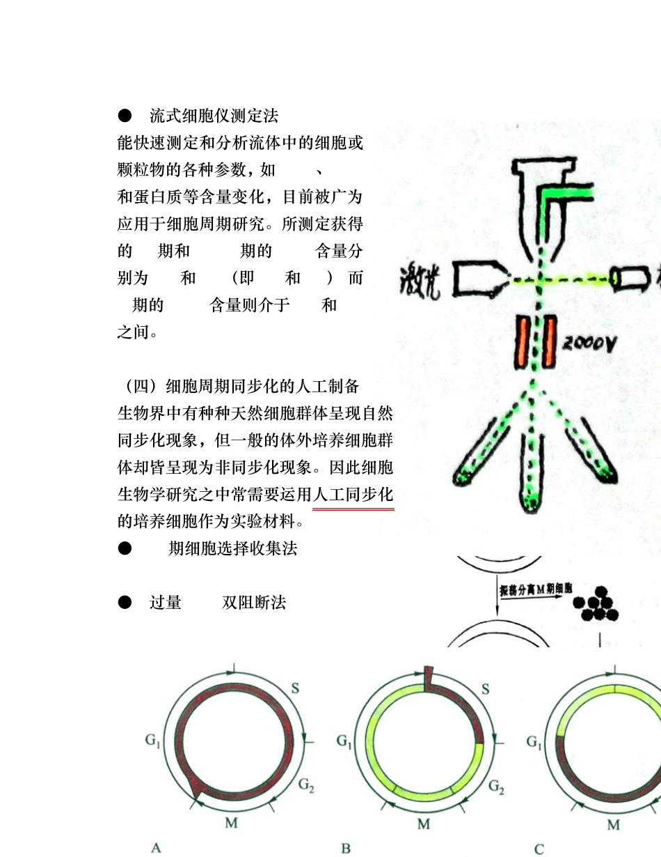 细胞生物学第十二章细胞增殖及其调控_第3页