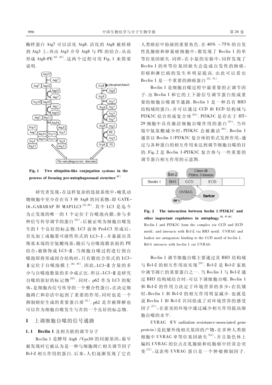 细胞自噬与肿瘤发生的关系_第3页