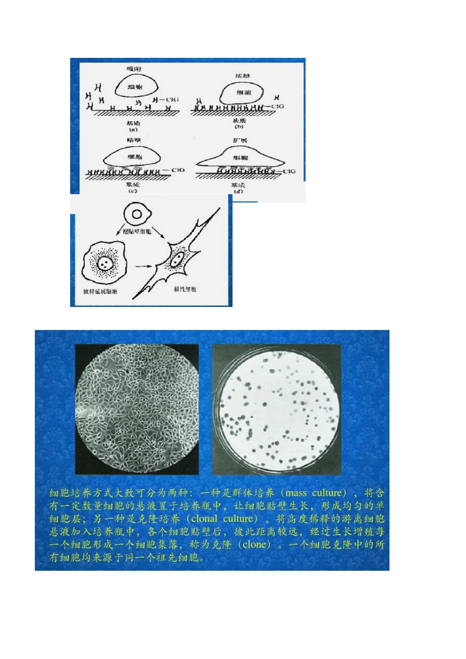 细胞贴壁原理_第2页