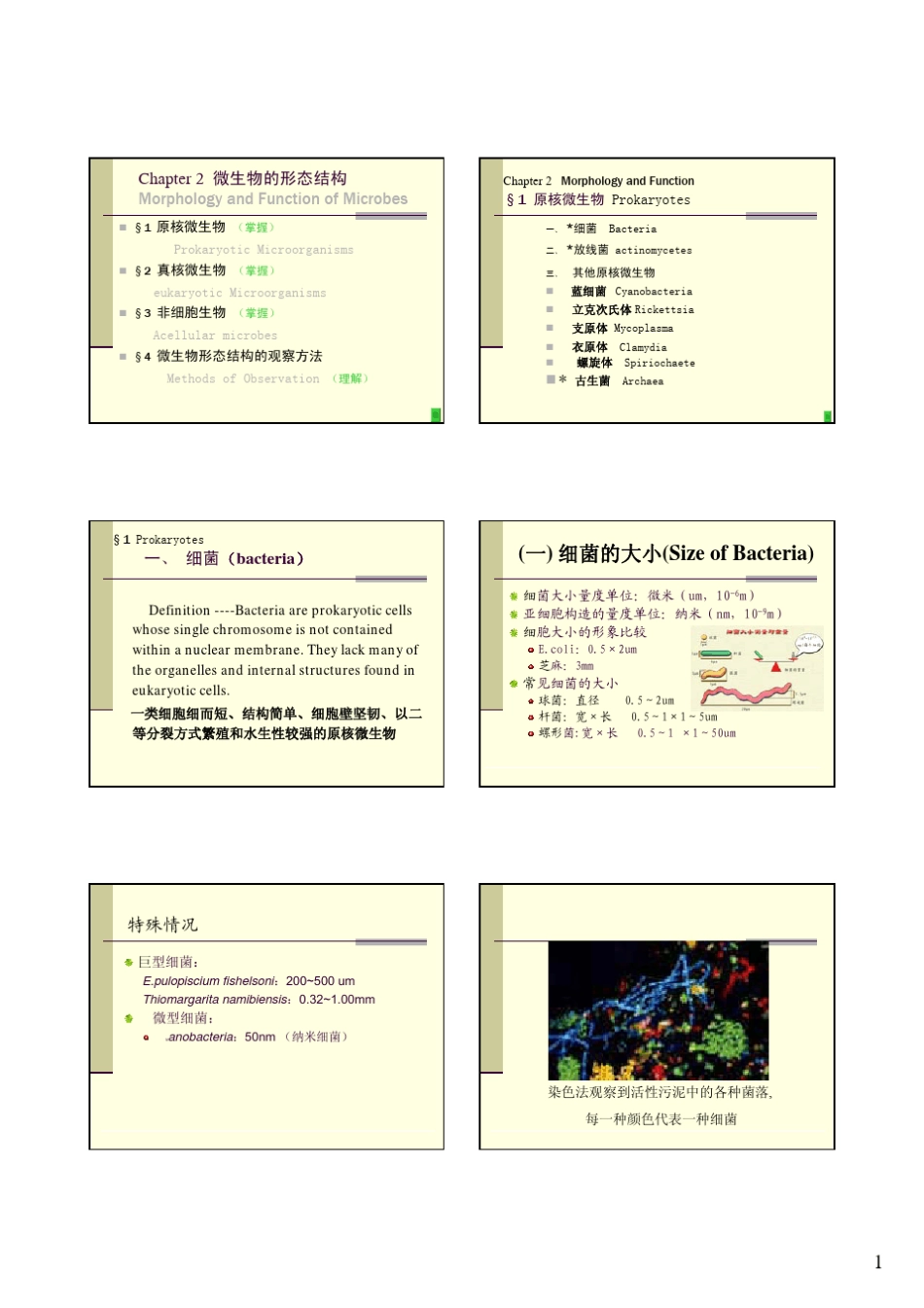 细菌形态特征与结构_第1页