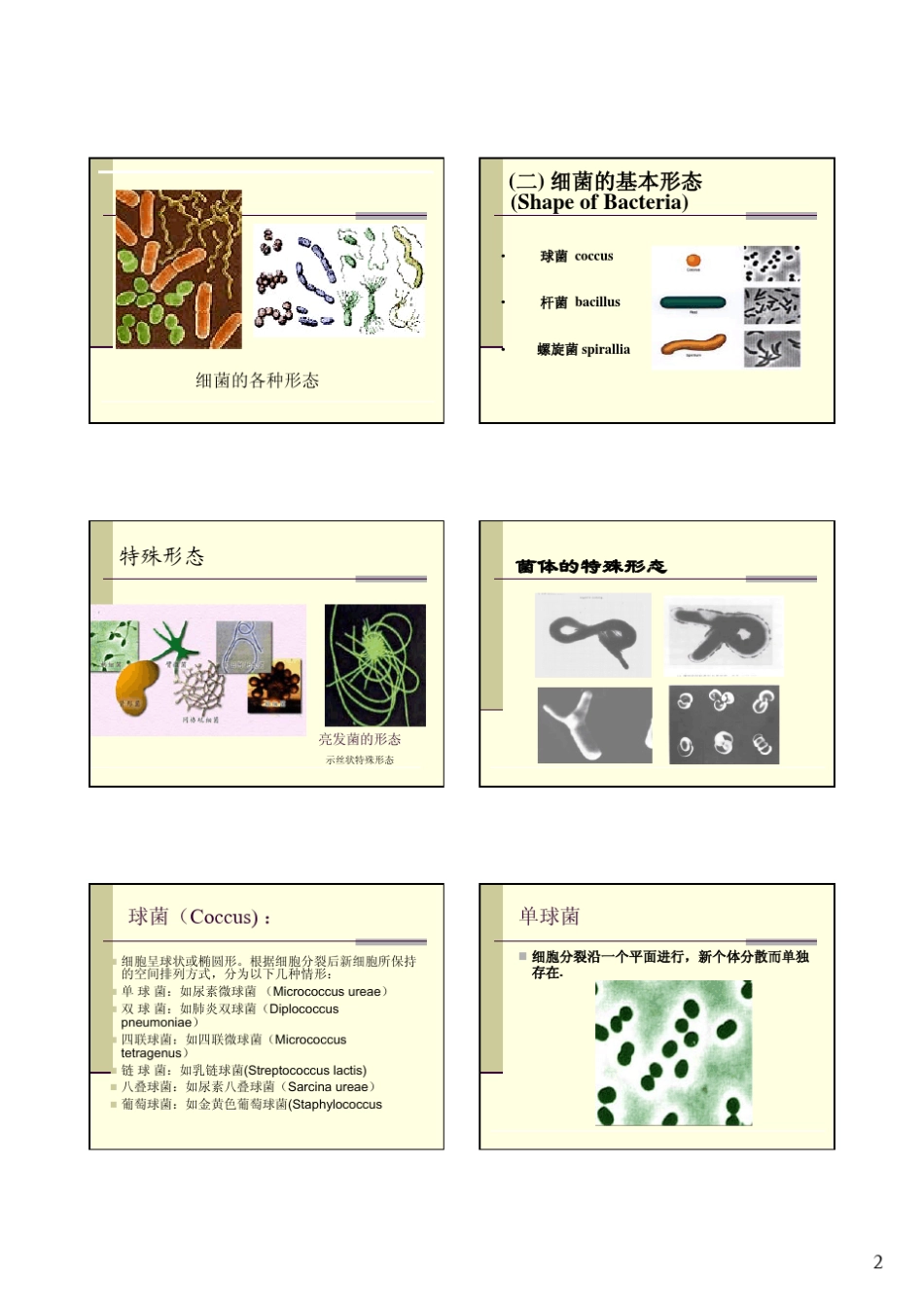 细菌形态特征与结构_第2页