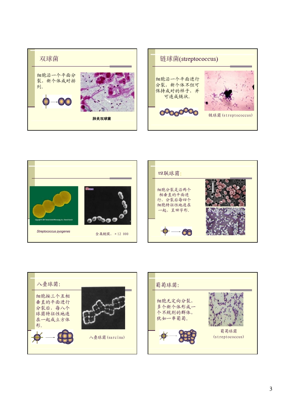 细菌形态特征与结构_第3页