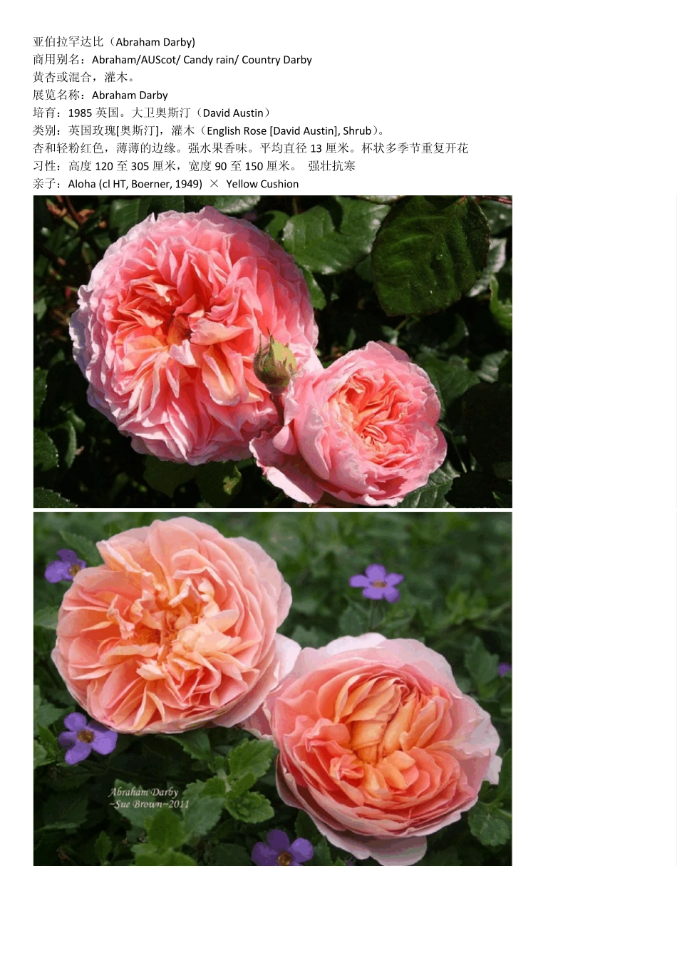 经典欧洲藤本月季品种及介绍_第1页