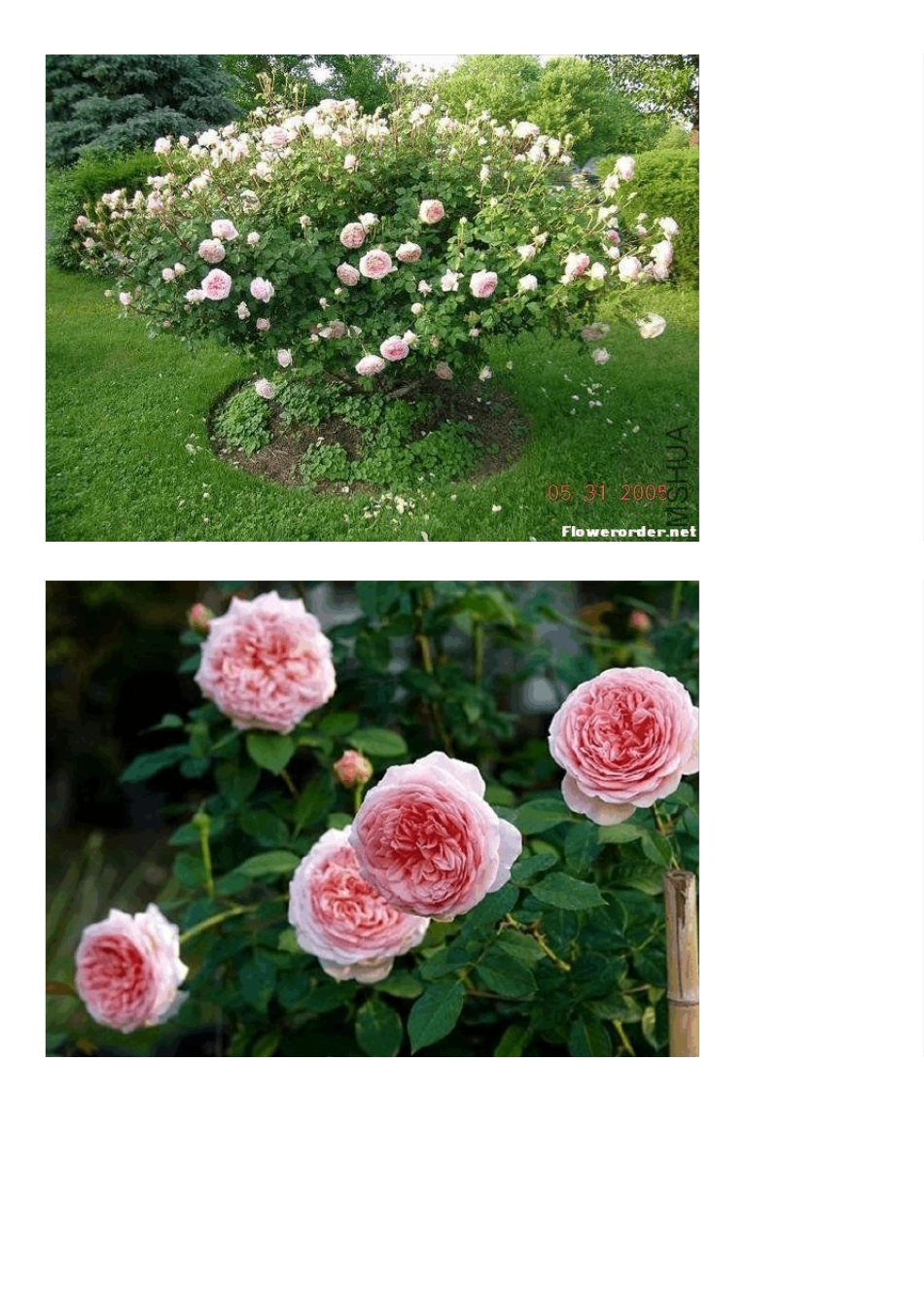 经典欧洲藤本月季品种及介绍_第2页
