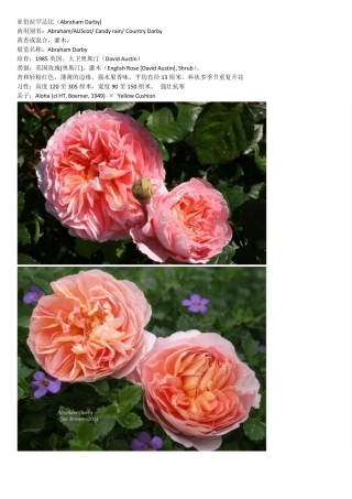 经典欧洲藤本月季品种及介绍