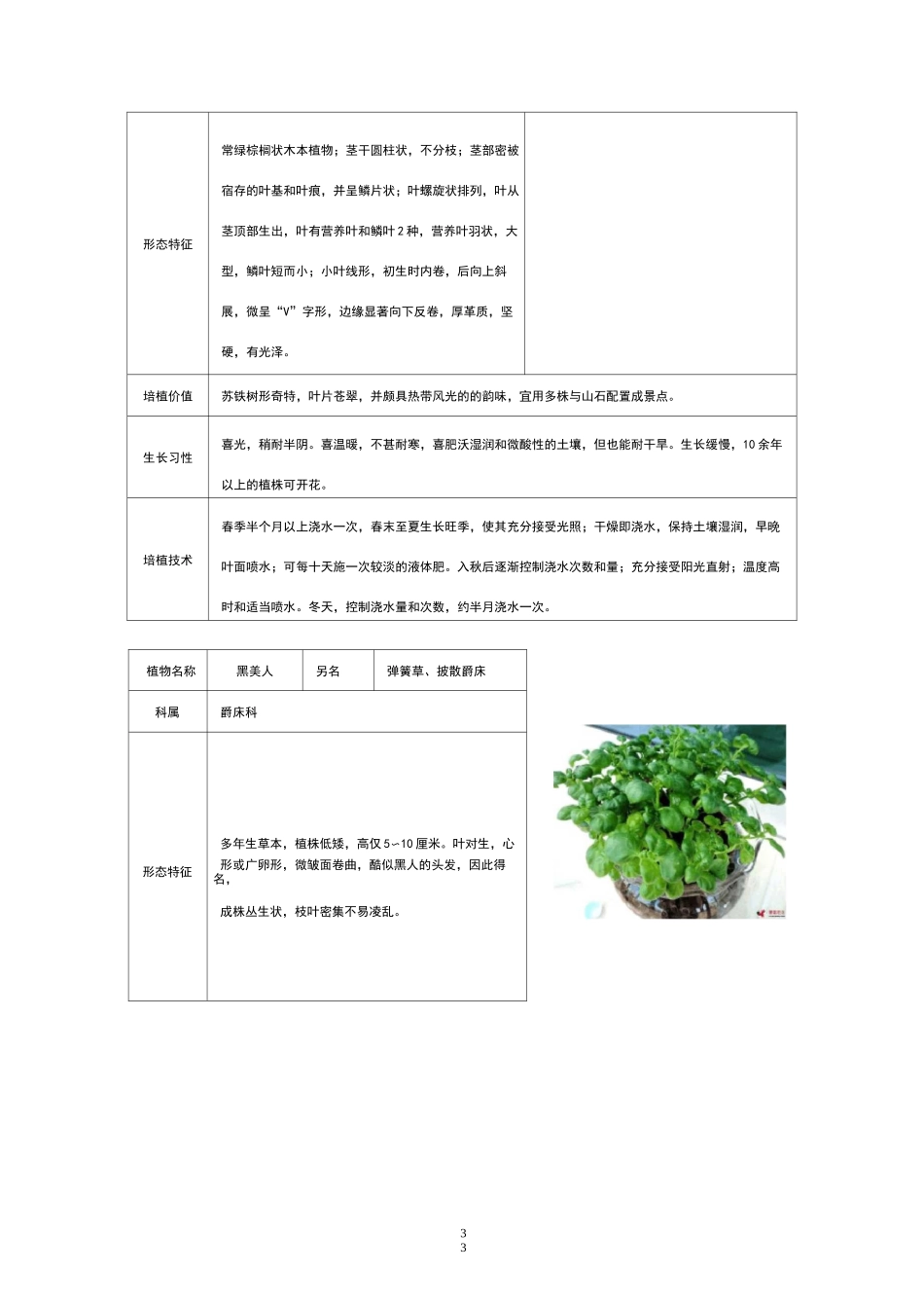 50种常见室内绿化植物介绍_第3页