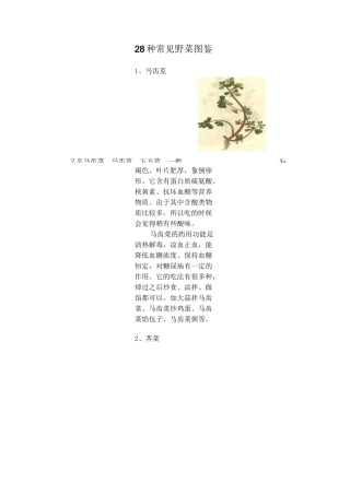 28种常见野菜图