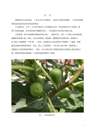 无花果项目商业计划书