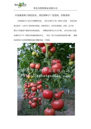 早春番茄种子栽培的技术,西红柿种子厂家选择,价格查询