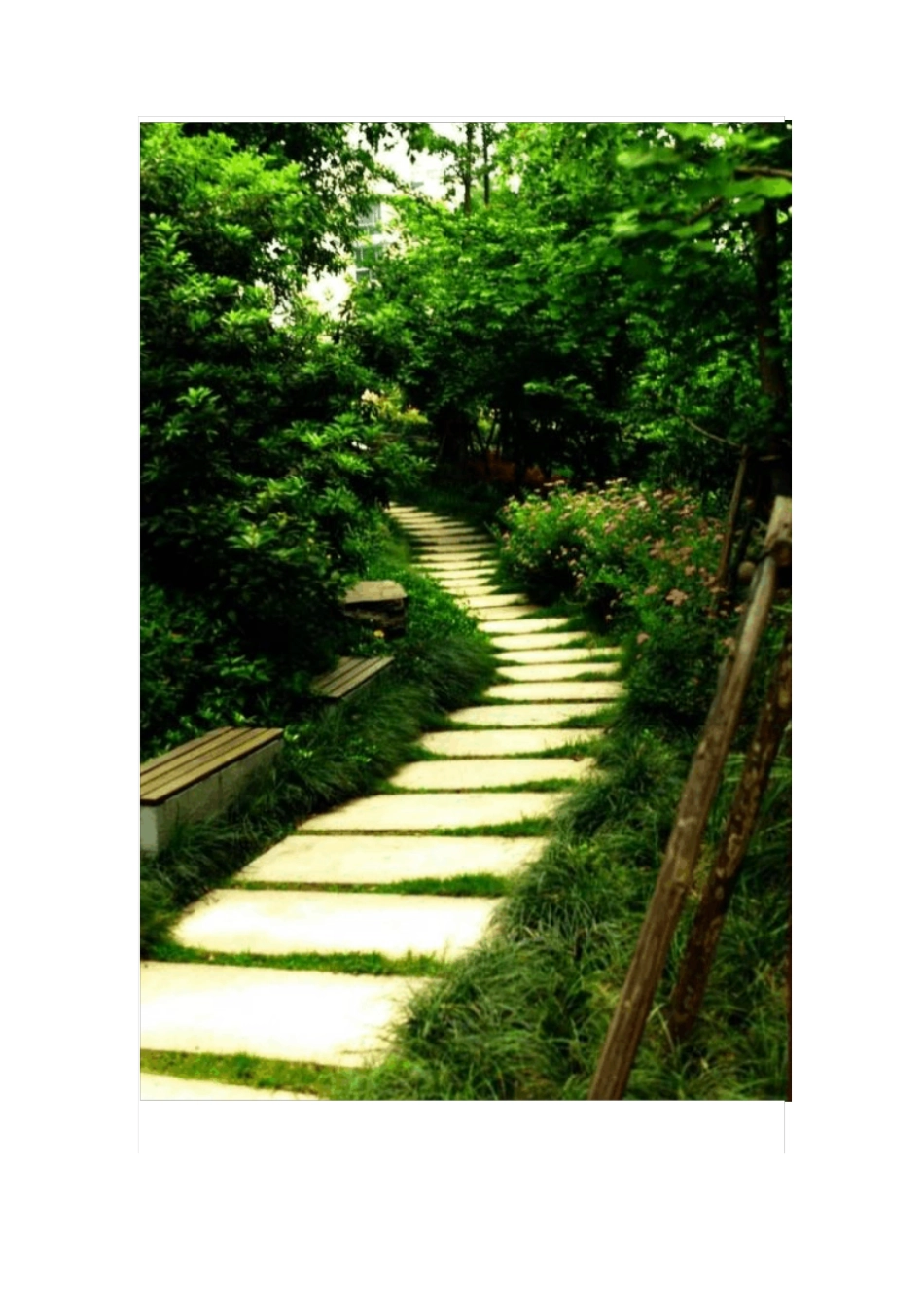 景观设计中的植物搭配常识及植物介绍汇总_第3页