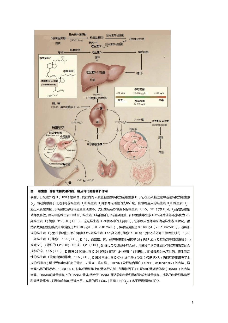 维生素D缺乏_第3页