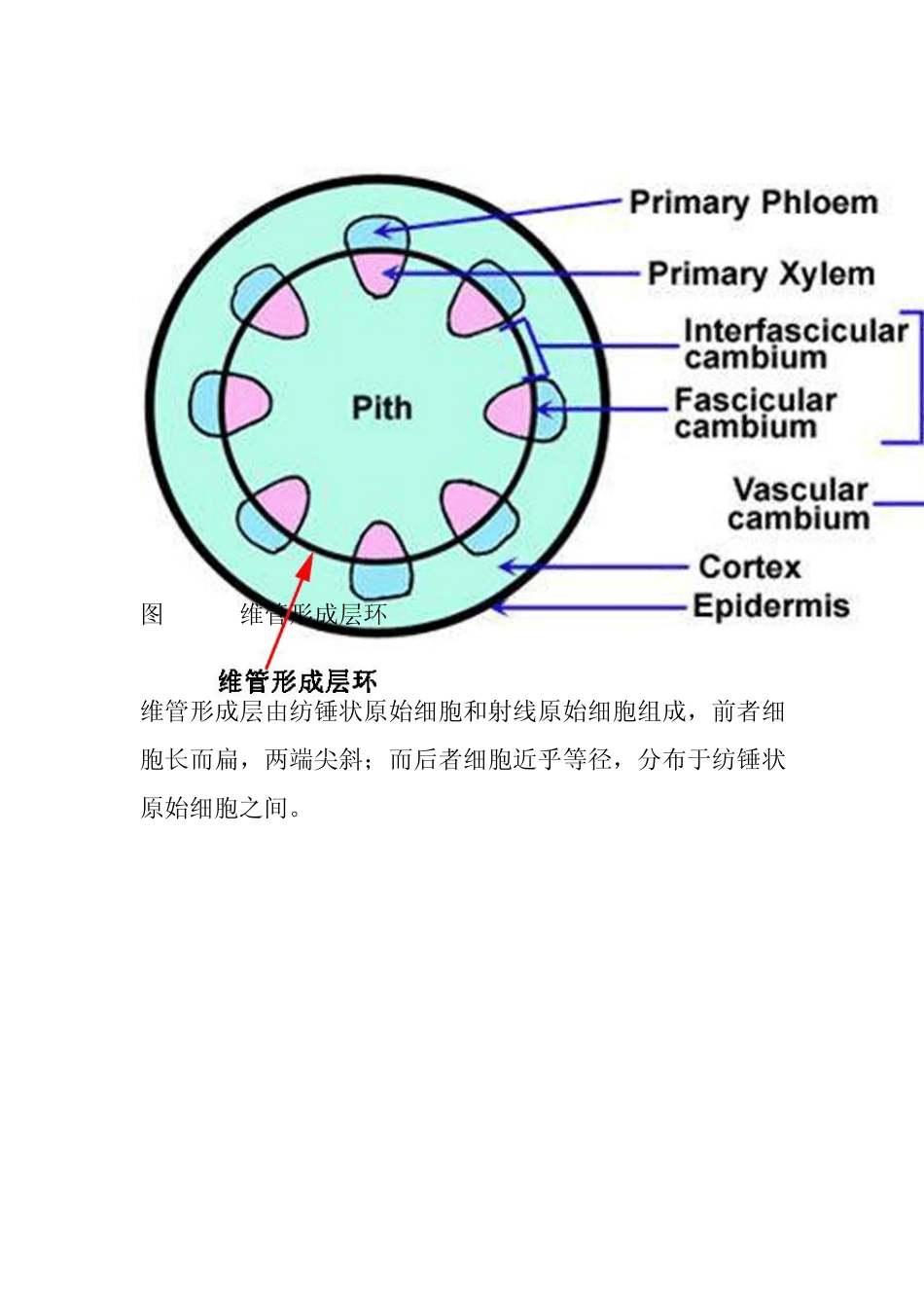 维管形成层的发生及活动_第2页