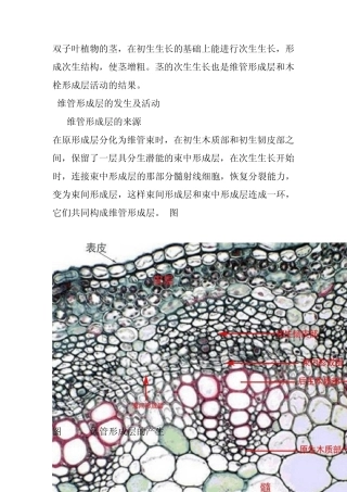 维管形成层的发生及活动