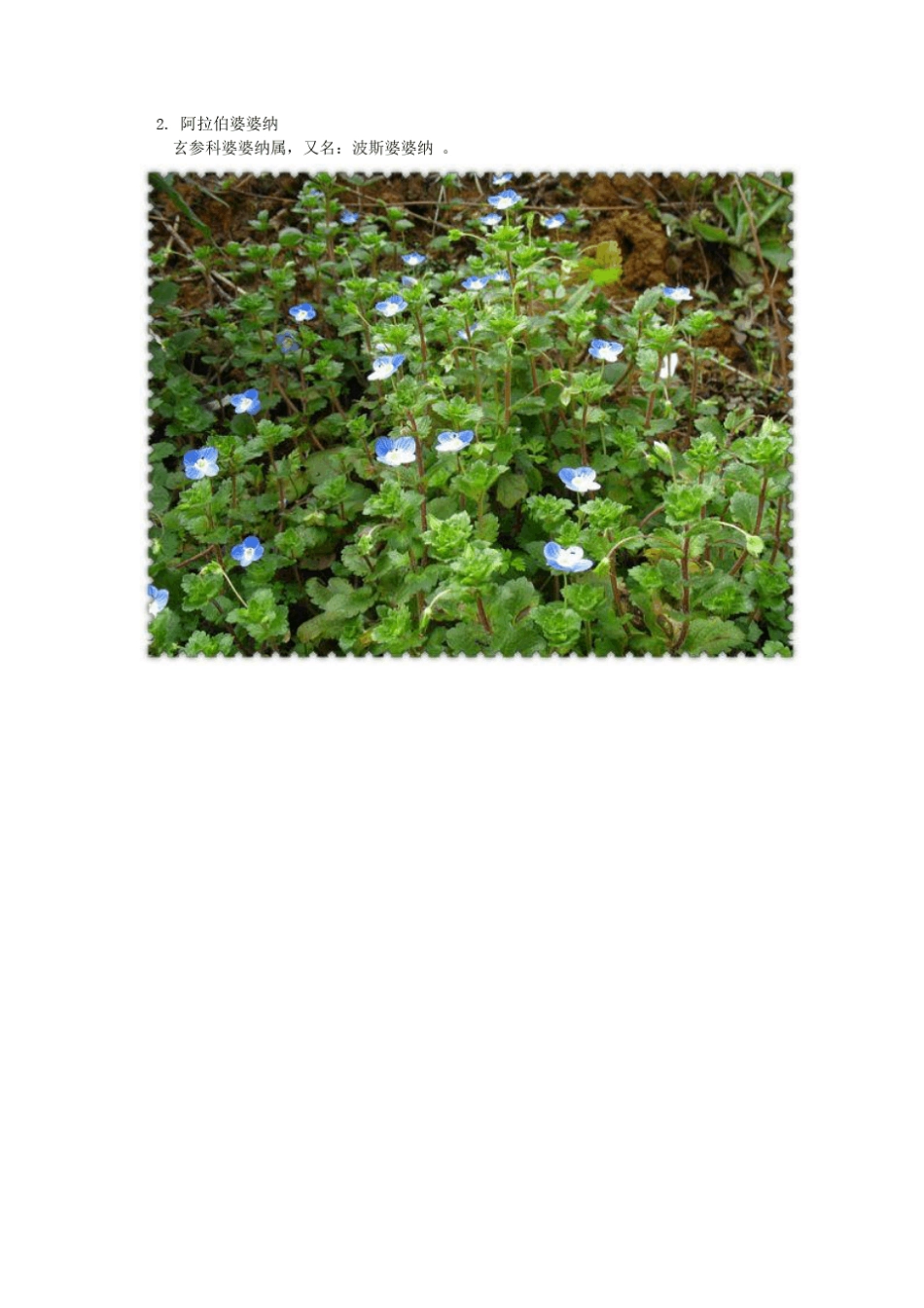 路边常见的绿化植物100余种(灌木、植被,绿化园林参考,工程造价专用)_第2页