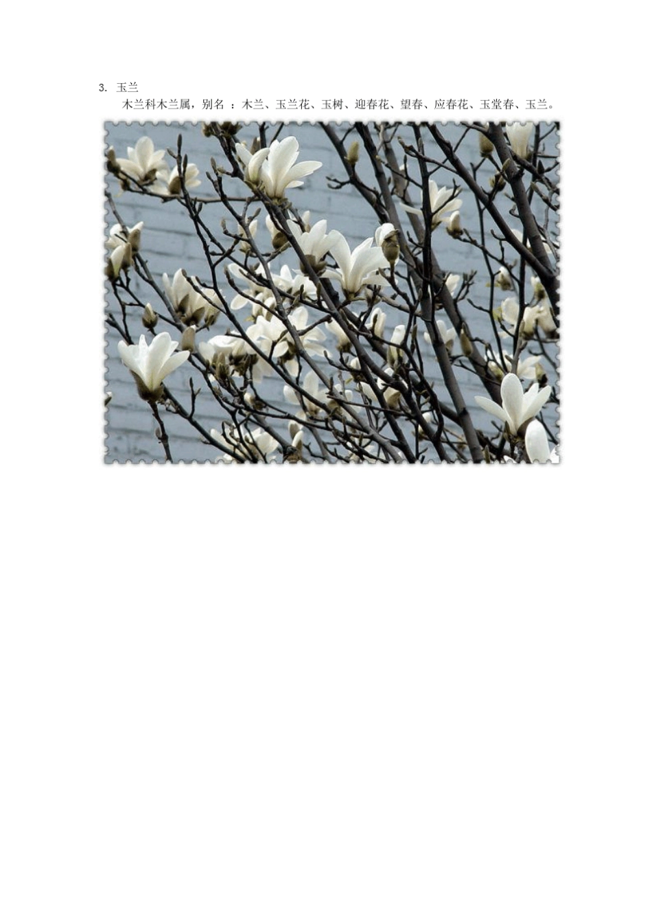 路边常见的绿化植物100余种(灌木、植被,绿化园林参考,工程造价专用)_第3页