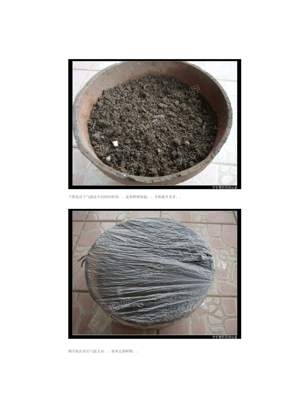 踏花行计仔教你种番茄_第2页