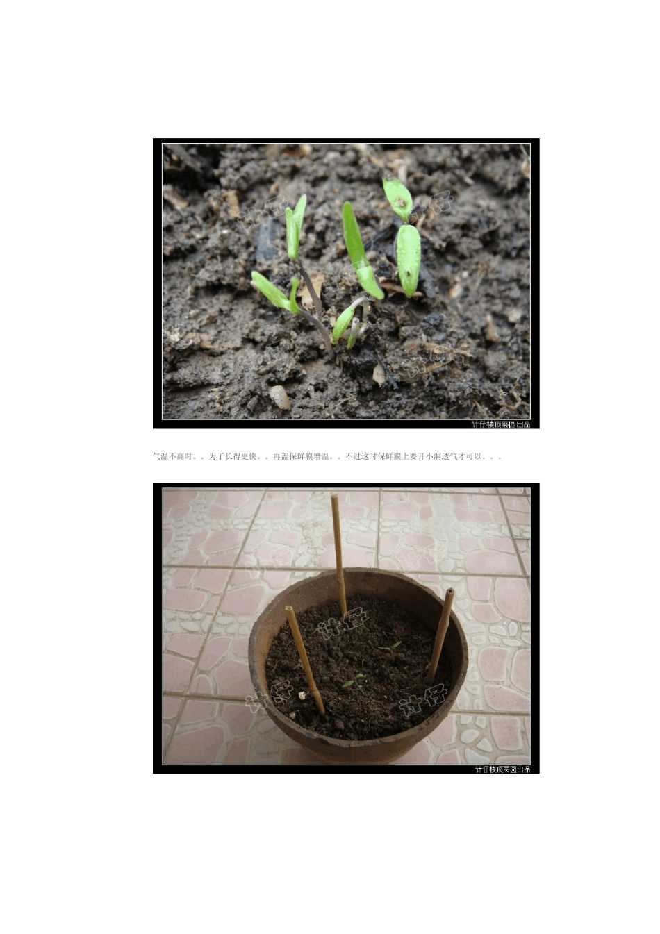 踏花行计仔教你种番茄_第3页