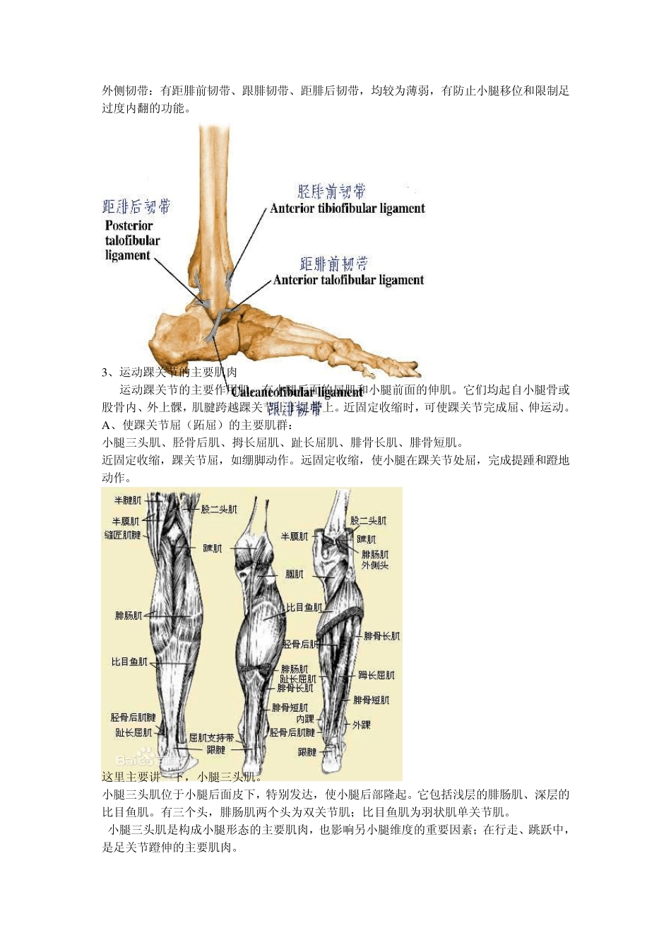 踝关节功能解剖、损伤与恢复_第2页