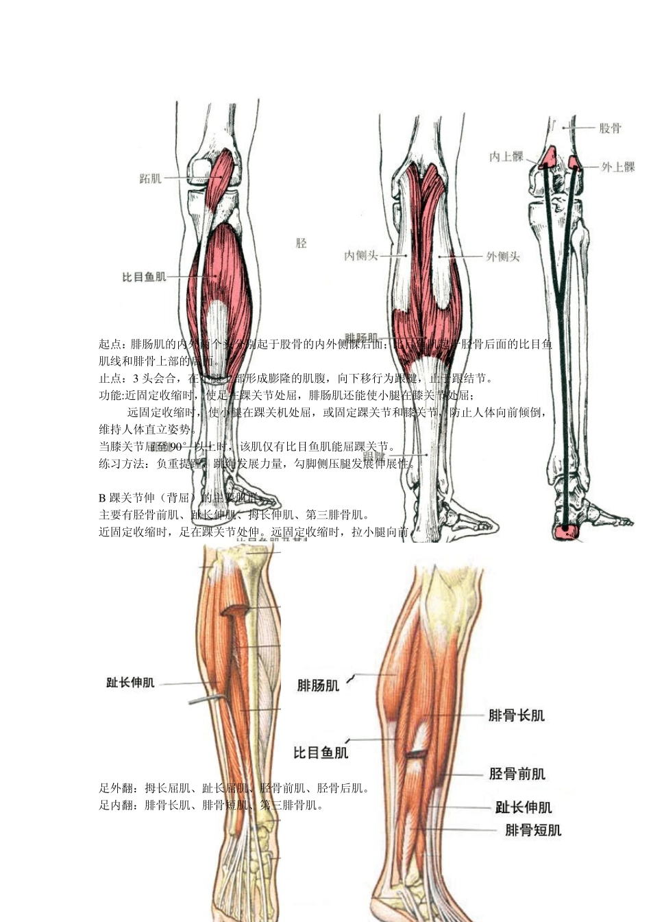 踝关节功能解剖、损伤与恢复_第3页