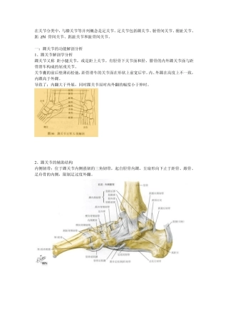 踝关节功能解剖、损伤与恢复