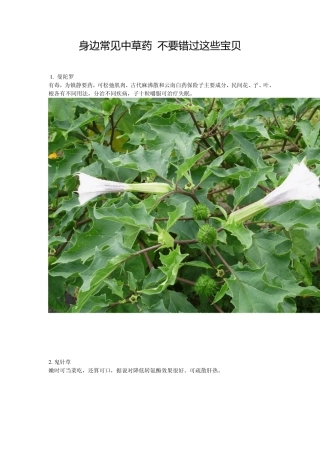 身边常见中草药不要错过这些宝贝